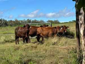 Droughtmaster Cross - 4 x Steers & 1 x Heifer / 2.20 per Kg plus gst