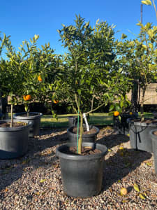 Imperial Mandarin Trees in 400mm Pots