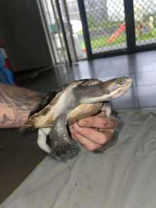 Leo The Turtle needs a new home