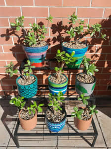 Bonsai's In Double Glazed Hand Painted Pots