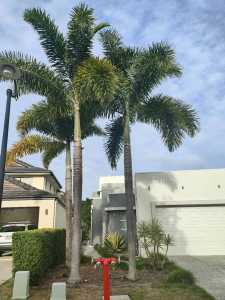 Foxtail Palm Tree for free