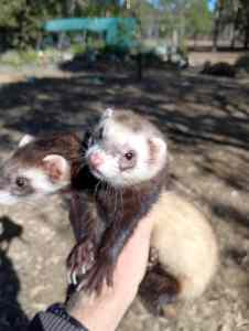 Two female ferrets for sale.