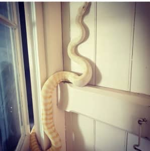 Darwin albino python.