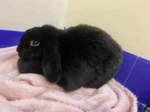 Rabbit Female - needs new home urgently