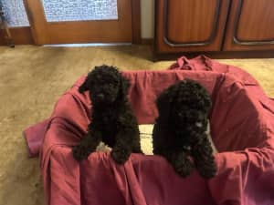 Black Female toy poodles for sale