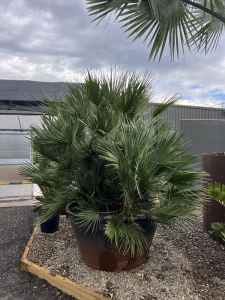 Chamaerops Humilis ‘European Fan Palm’ in 500L Pot