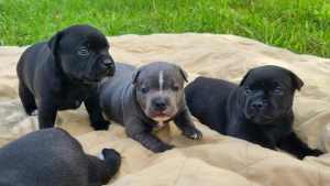 Gorgeous ANKC Registered English Staffy Puppies
