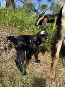 Australian Mini Goats, Mum and Twin Babies boy girl