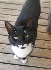 MISSING MALE CAT IN SHEPPARTON 