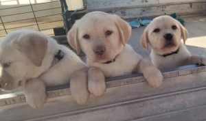 Pure bred Labrador puppies ready FEMALES