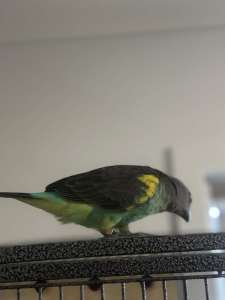 Hand raised white bellied caique and Myers parrot for sale
