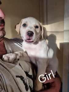 Rottweiler x/ American Bulldog x puppy GIRL