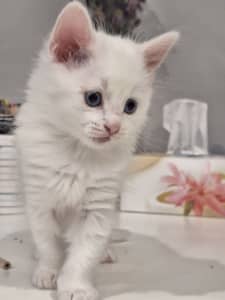 Ragdoll & Turkish Angora pure white kitten