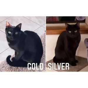 507/506 : Gold & Silver - CATS for ADOPTION - Vet Work Included