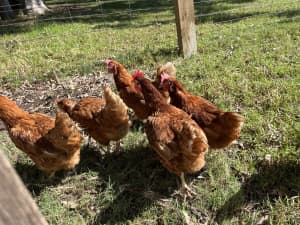 ORPINGTONS black splash laying hens chicks