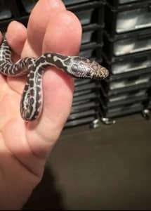 Wheatbelts f2 hatchlings and 100% het for marble, spotted and marble 