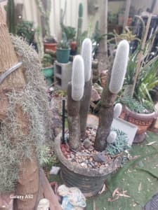 Old Man cactus in cement pot. Bankstown location 