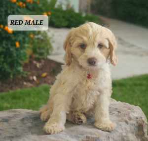 Mini Spoodle Puppies (DNA tested) 1 LEFT