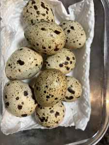 Freshly laid quail eggs