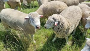 Pure bred Dorset rams - Sheep