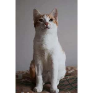 10290 : Tacoma - CAT for ADOPTION - Vet Work Included