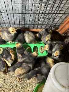 Verwork chickens for sale at 10 days old