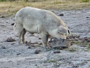 Pig, Young Boar 