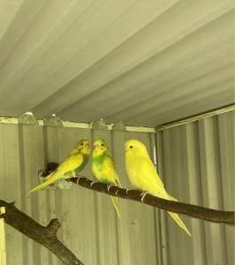 Yellow/green Budgies for sale