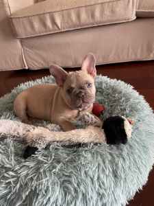 French Bulldog puppies All Sold. 🥺