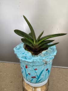 succulent for sale $12