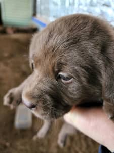 Purebred chocolate Labrador puppies