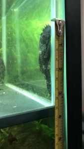 Plants and Bristlenose catfish for sale 2 males 9cms and 1 female8cms 