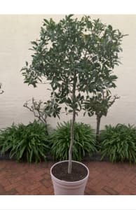 FICUS HEALTHY TREE IN POT FOR SALE