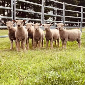 5 Babydoll Southdown Wethers