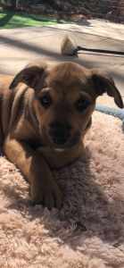 TOFFEE Staffy x ( Ready for adoption & LOVE )