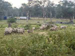LAMB WEATHERS SHEEP