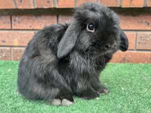 Pure breed rabbits available 