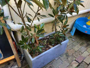2 x magnolia trees in large pot. Ready to re plant