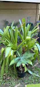 Plants Galore - Bromeliads, etc, etc….
