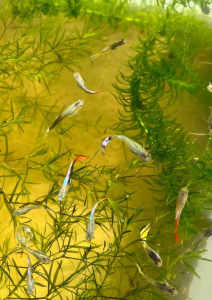 Mixed Colours Guppies - $0.75 each