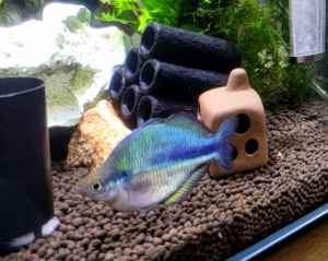 Rainbow Fish Female/Male. 