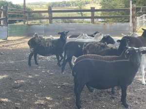 Dorper/wiltipoll ewes and fat lambs for sale.
