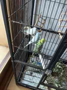 3 Budgies in Large Flight Cage, 2 F 1 M