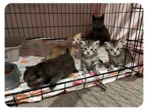 Maine Coon x British short haired kittens PLEASE READ THE AD