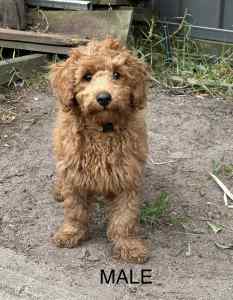 Gorgeous Teddy bear F1b cavoodle ruby red only 1 male left!!
