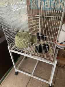 2 male Guinea pigs & cage