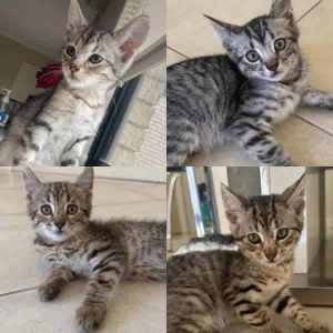 Friends Kittens - Perth Animal Rescue Inc vet work cat/kitten