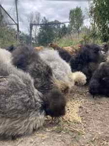 Silkie Roosters For Sale