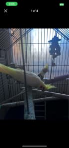 2 cockatiels with cage and supplies
