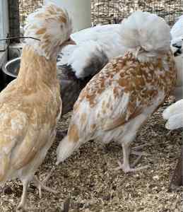 Austrolops, light Sussex, Orpington, quails, laying hens